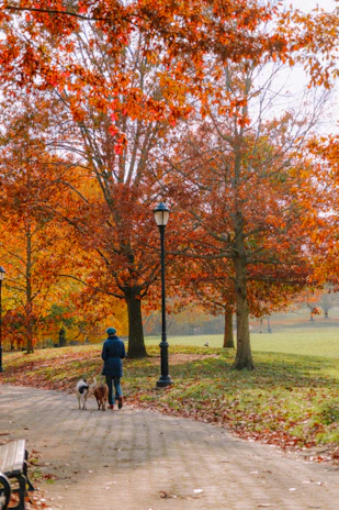 A smiling dog walker gently holding a leash, surrounded by playful dogs in an autumn park.