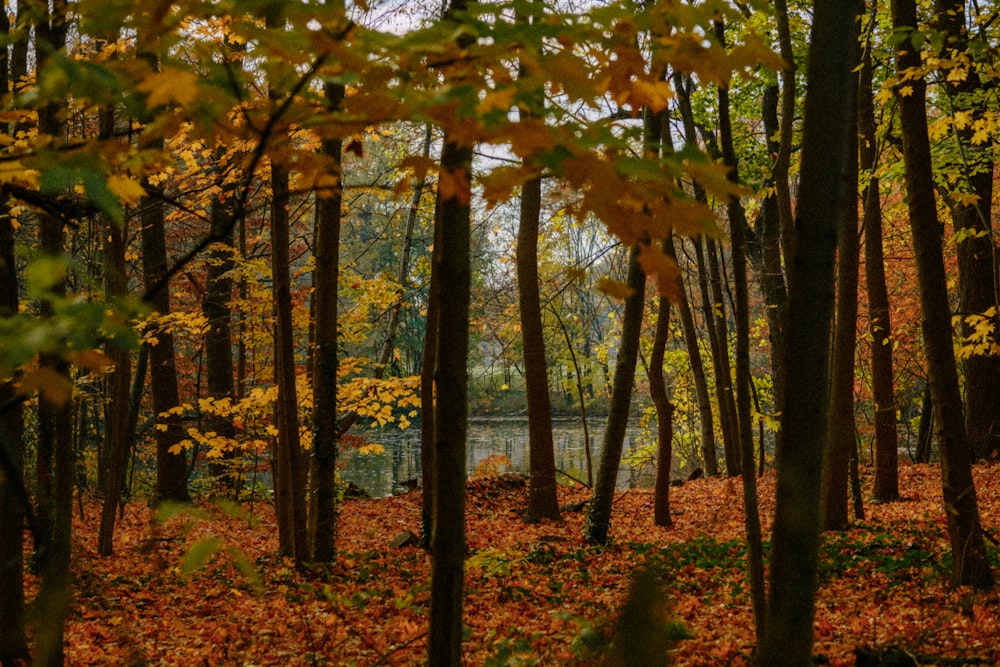 a forest filled with lots of trees covered in leaves