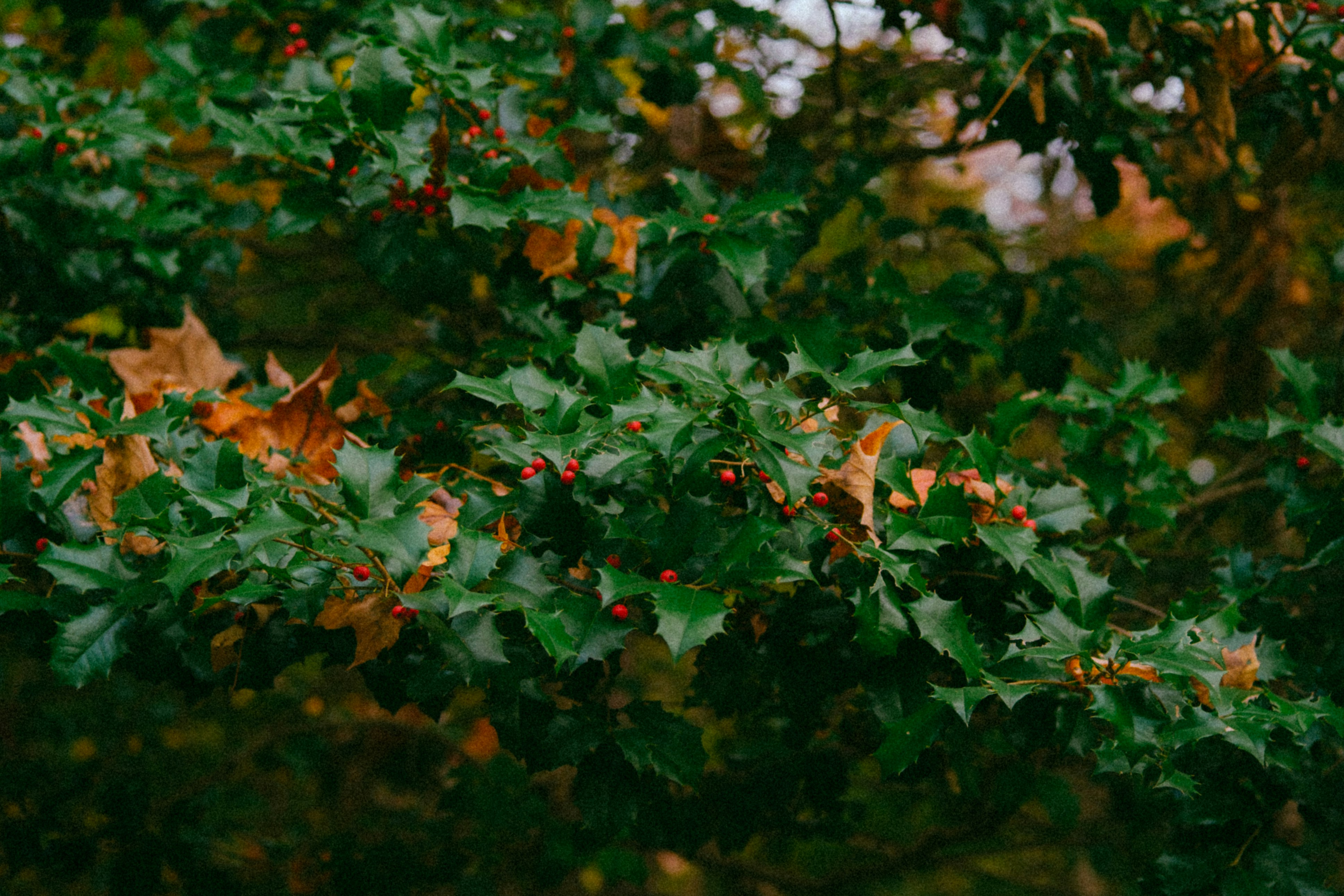 Photo by marsupialpudding