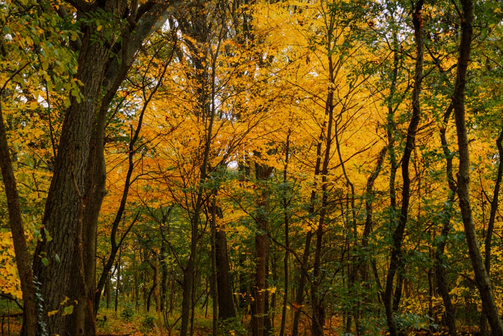 a forest filled with lots of trees covered in yellow leaves