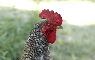 A close-up of a rooster with a bright red comb and wattles, displaying patterned black and white feathers. The background is a soft blur of green foliage.