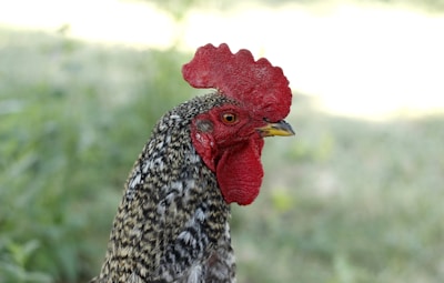 A close-up of a rooster with a bright red comb and wattles, displaying patterned black and white feathers. The background is a soft blur of green foliage.