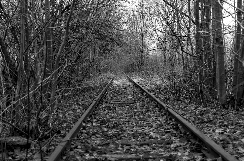 une photo en noir et blanc d’une voie ferrée dans les bois