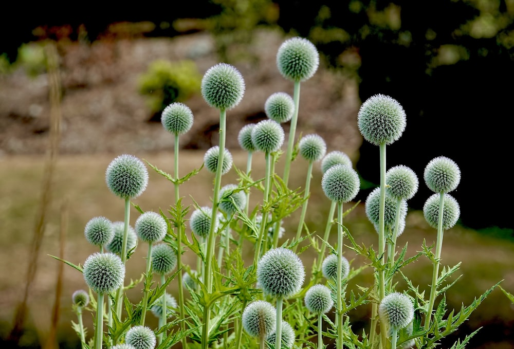 a close up of a bunch of flowers in a field