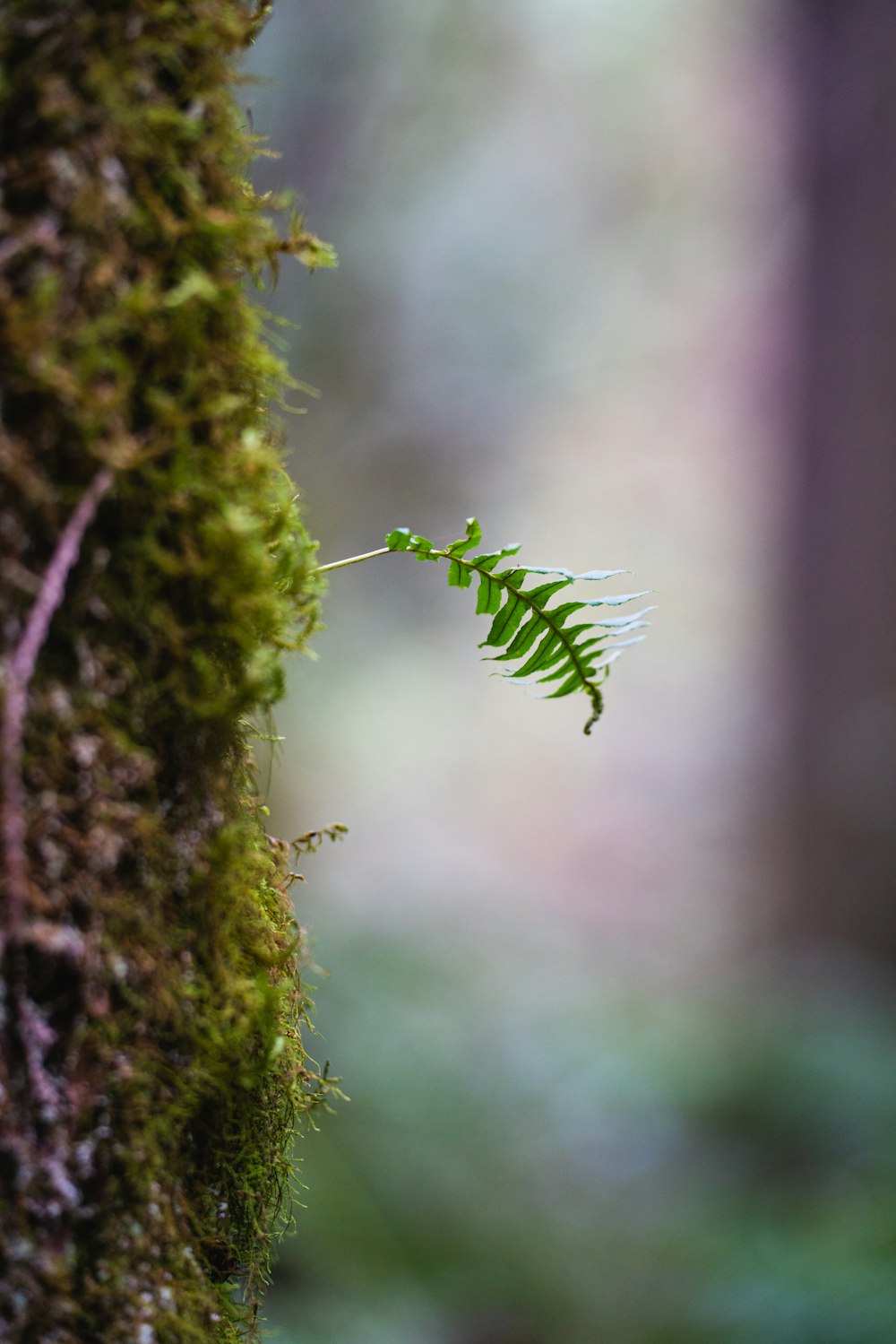 a green plant is growing on a mossy wall