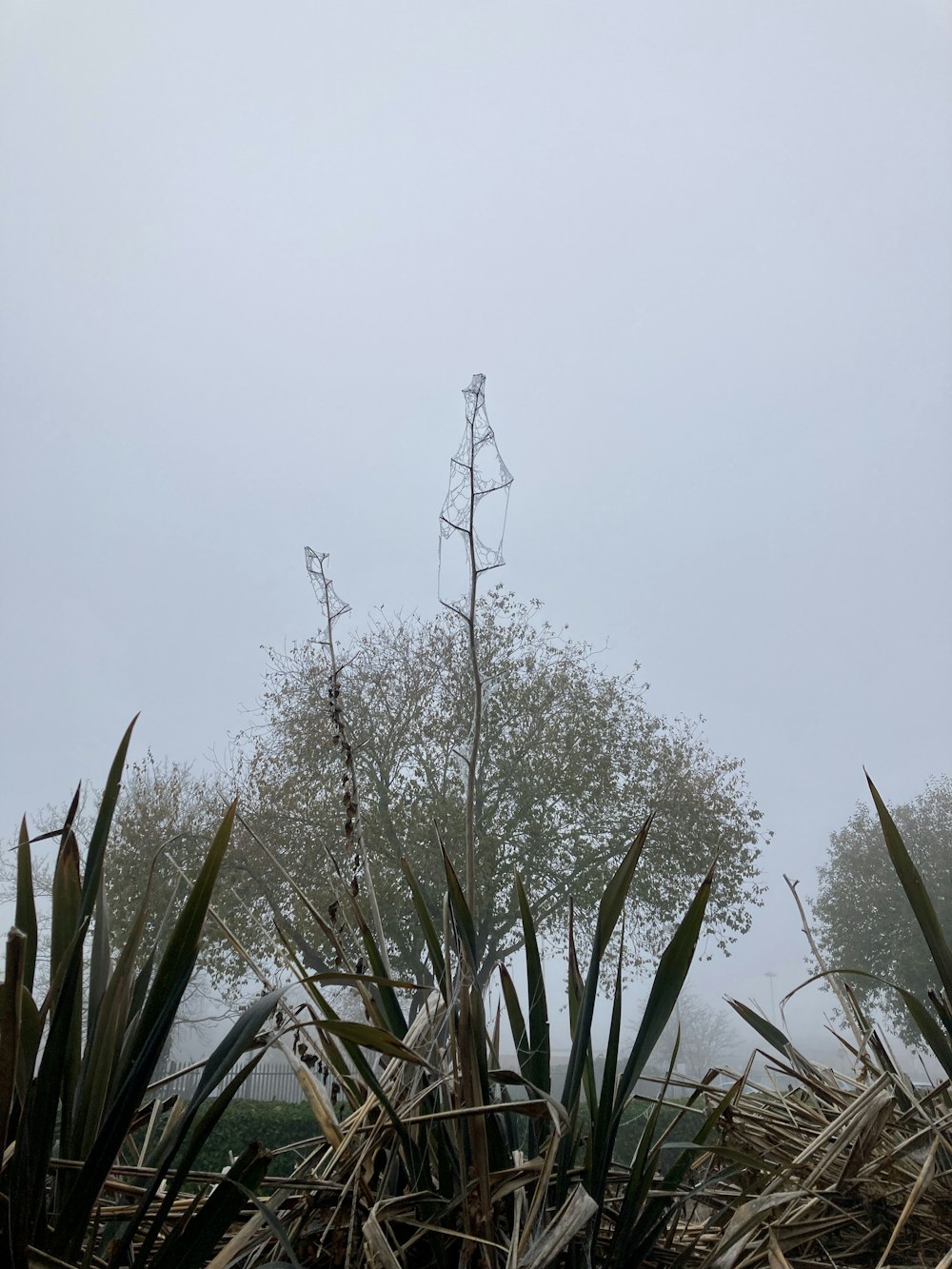 a tall plant in the middle of a field