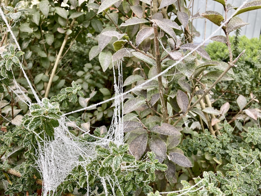 a spider web hanging from a tree in a garden