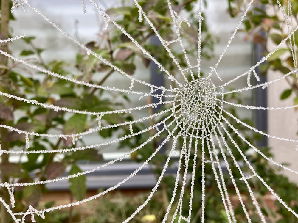 a close up of a spider web with water droplets on it