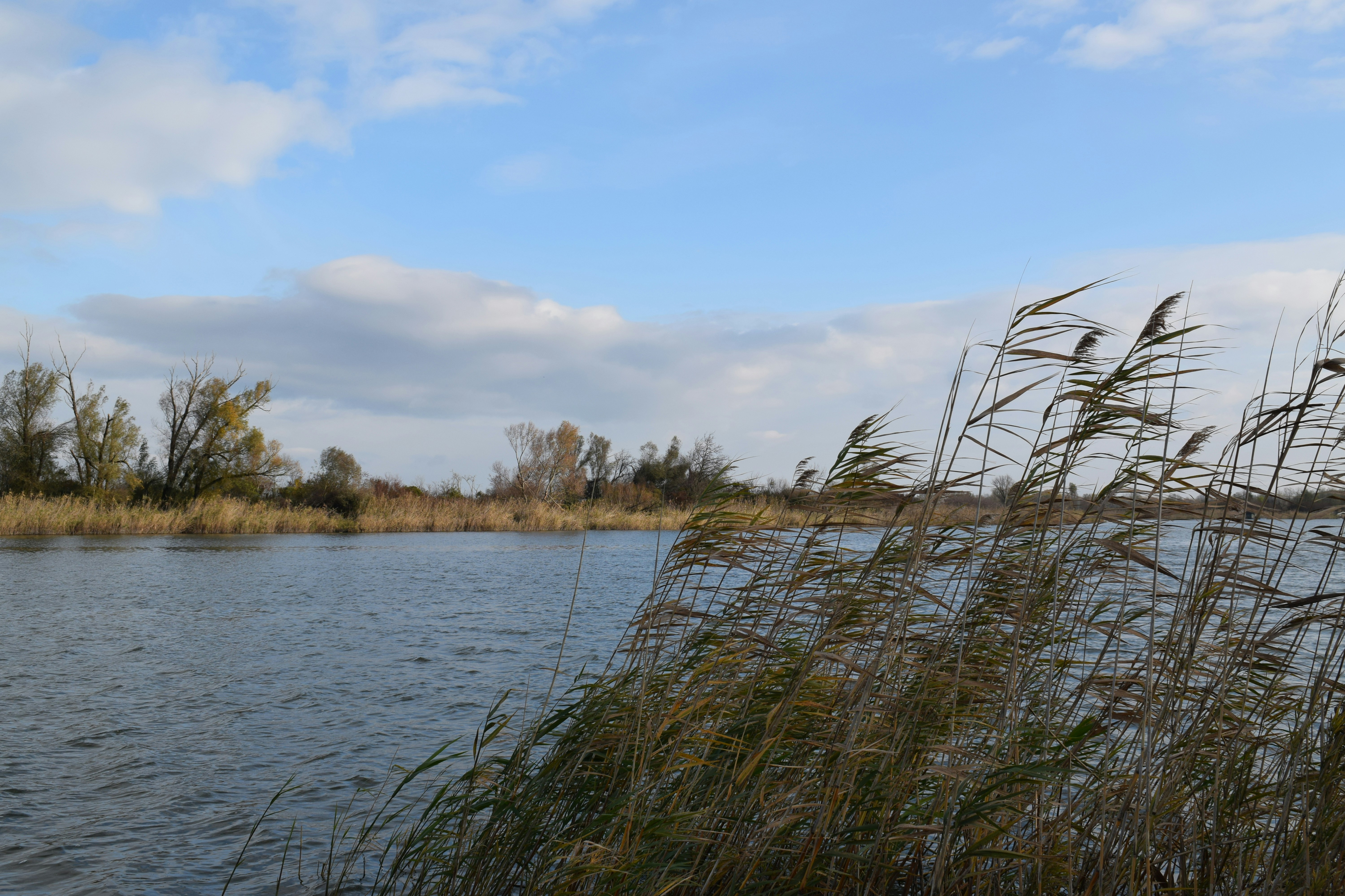 Calming Dunav backwater landscape in Baranja, Croatia