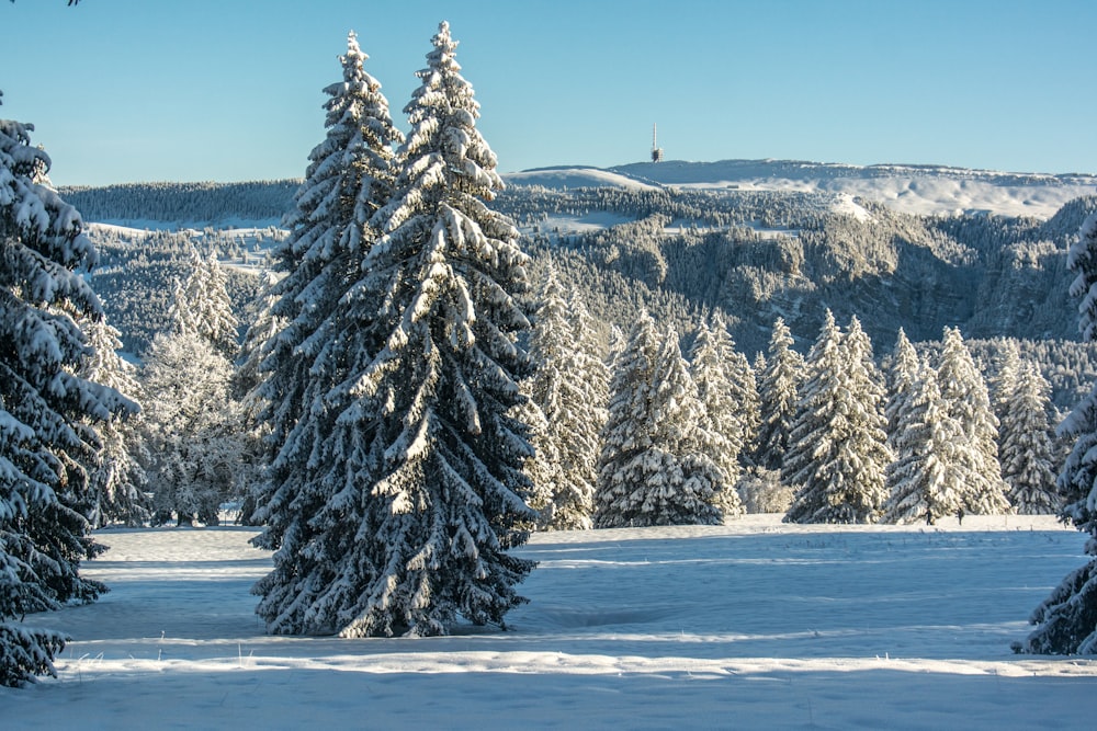 a snowy landscape with trees and mountains in the background