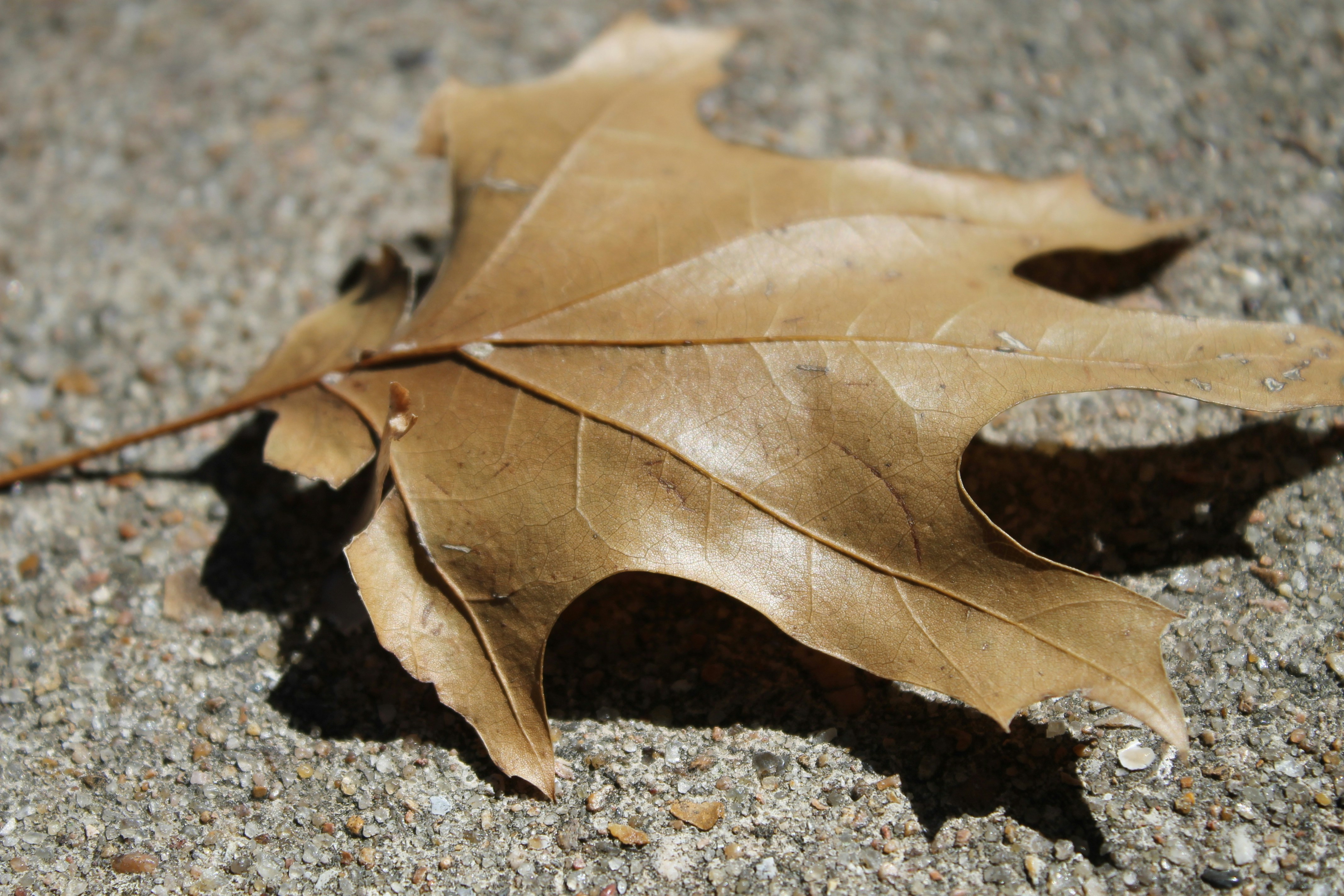 A single leaf laying on the ground photo – Free Leaf Image on Unsplash