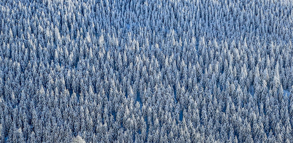 a large group of trees covered in snow
