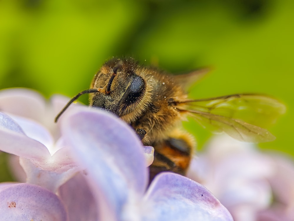 eine Biene, die auf einer lila Blume sitzt