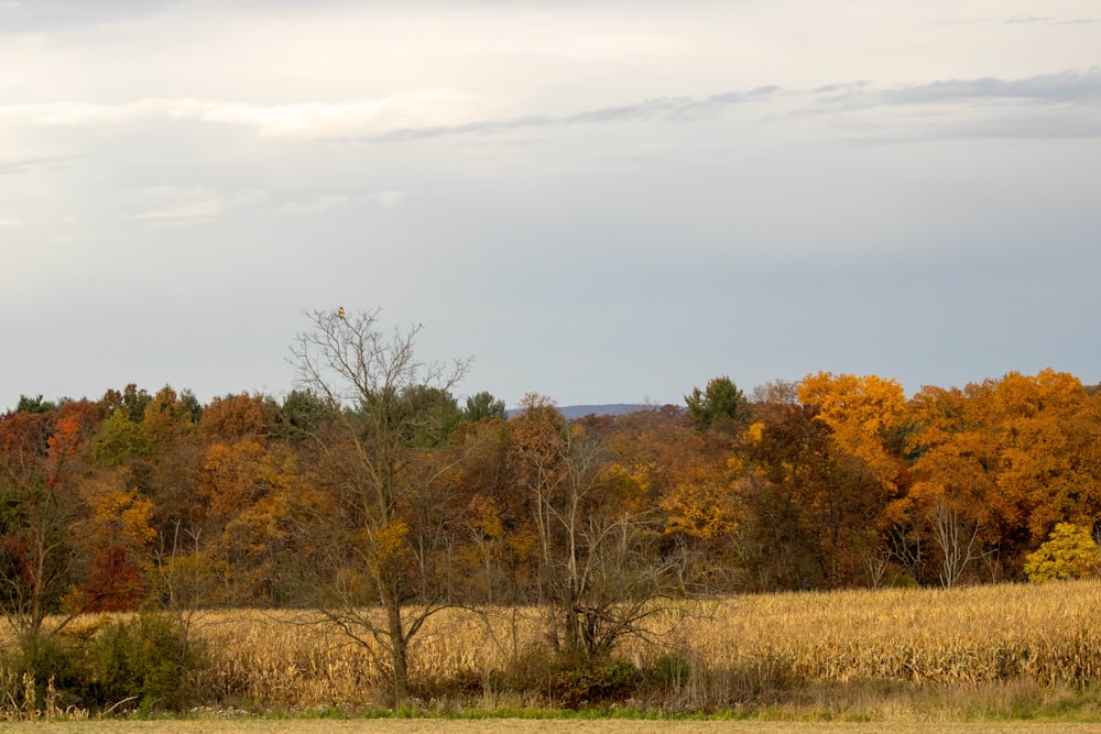 a field with trees in the background