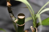 Close-up of a bamboo plant featuring prominent green stalks with some sections wrapped in light-colored sheaths. New growth is visible with fresh, elongated leaves extending from the stalks.