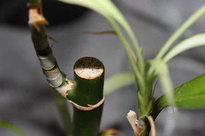 Close-up of a bamboo plant featuring prominent green stalks with some sections wrapped in light-colored sheaths. New growth is visible with fresh, elongated leaves extending from the stalks.