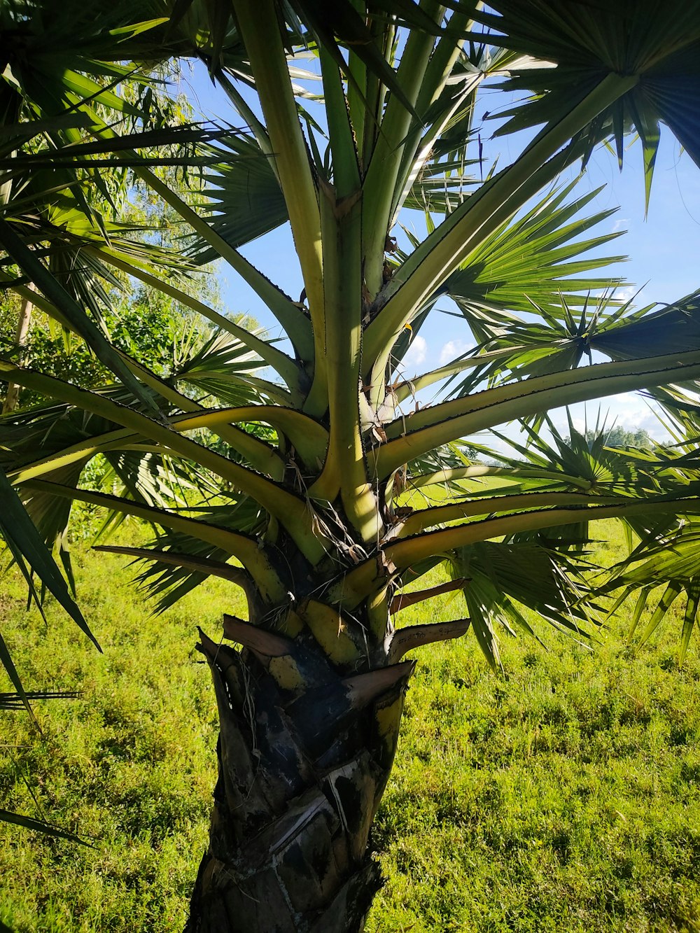 a palm tree in the middle of a grassy field