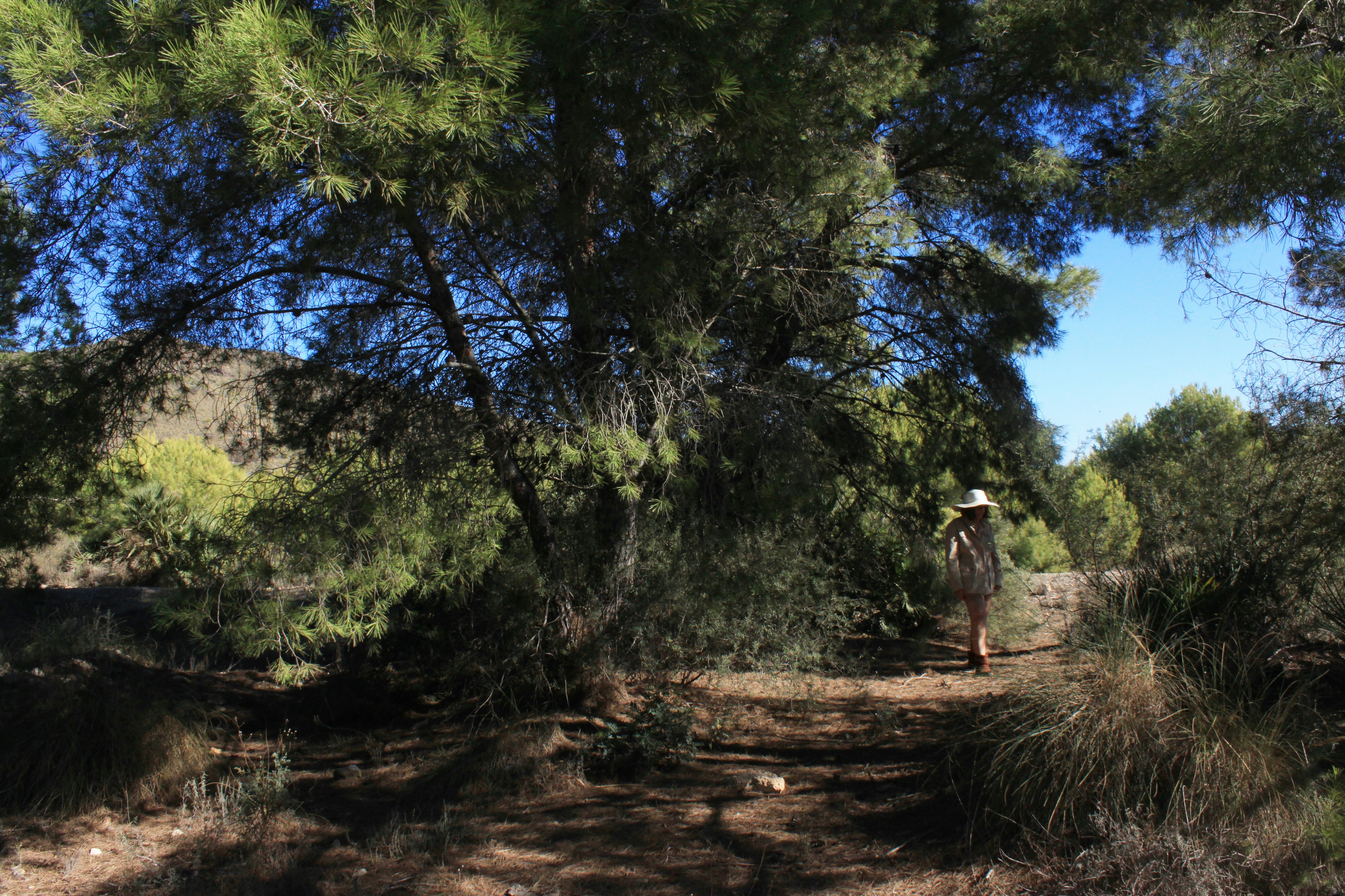 a man walking through a forest with a hat on