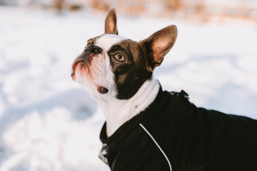 Ein Hund in einer schwarzen Jacke im Schnee