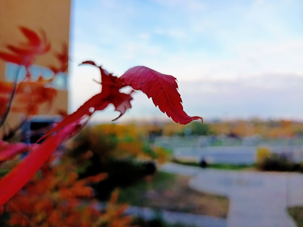 a close up of a red leaf on a plant