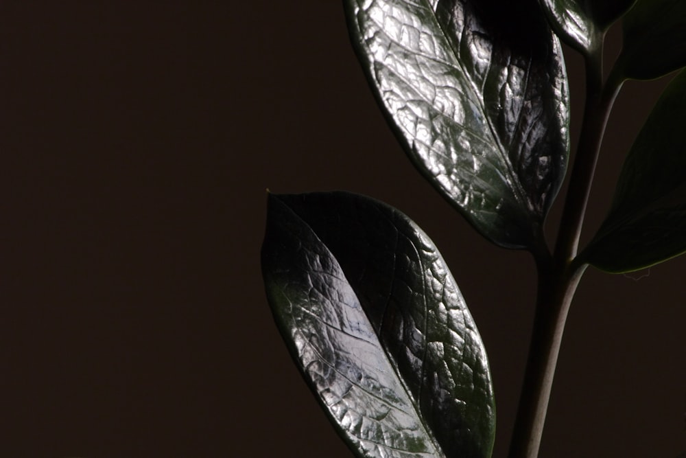 a close up of a green plant with leaves