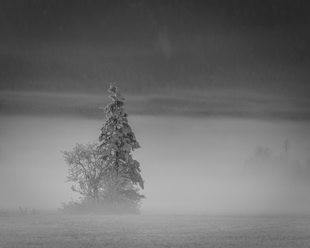 Una foto in bianco e nero di un campo nebbioso con un albero solitario