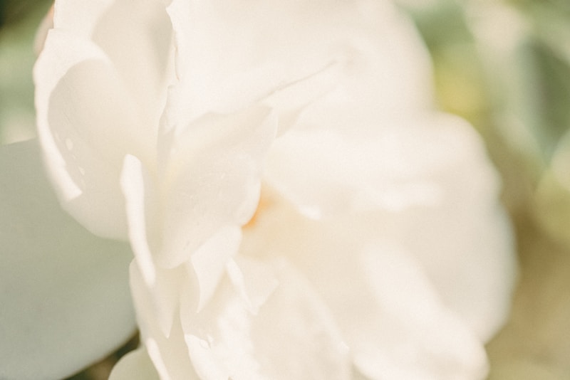 Hoa trắng tinh khôi