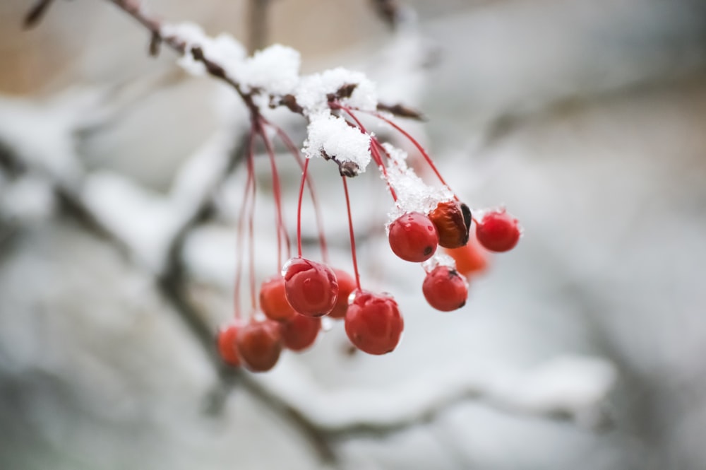 a bunch of red berries hanging from a tree