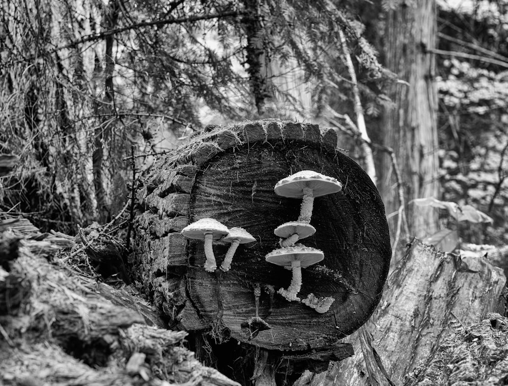 a black and white photo of mushrooms growing on a tree stump
