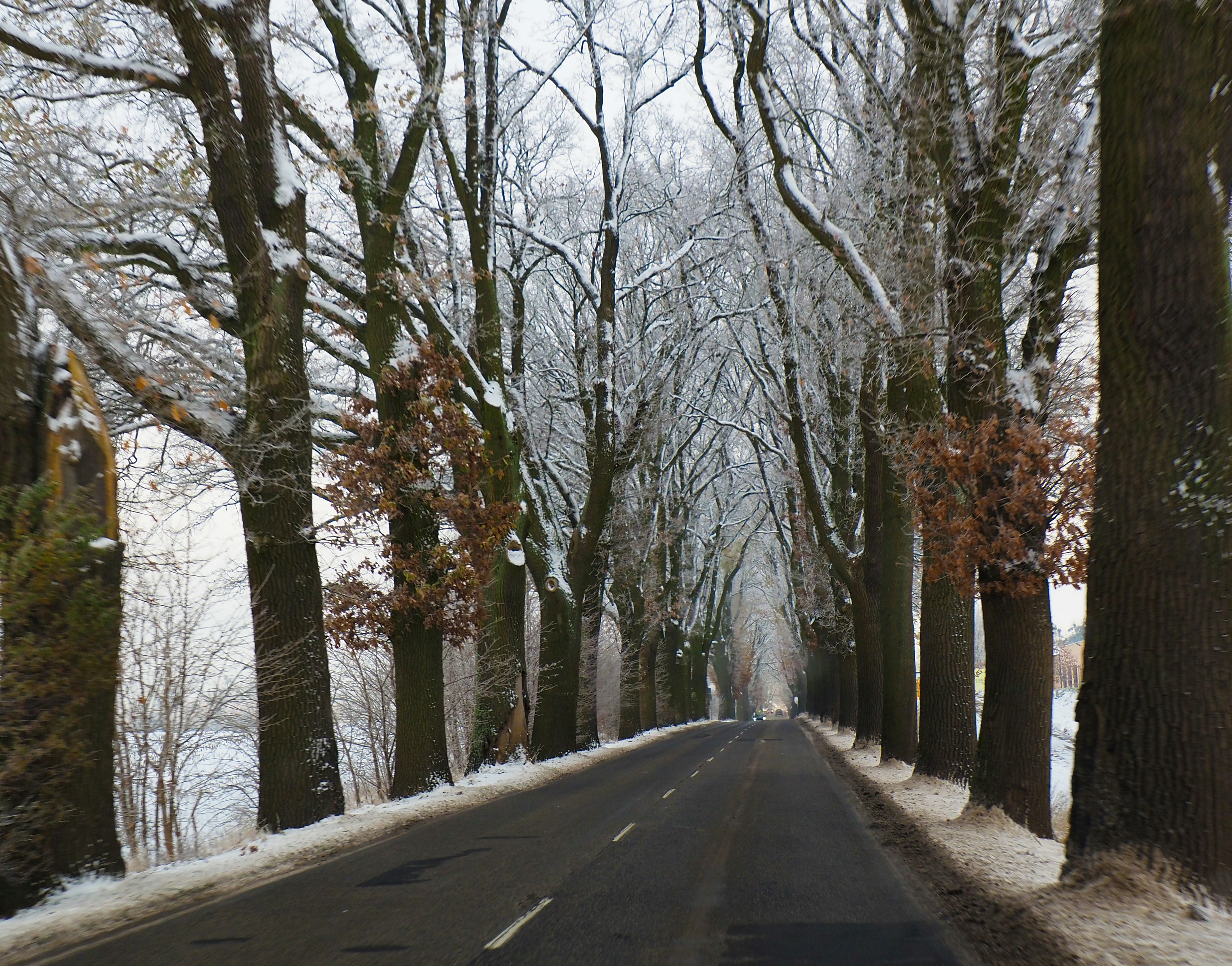 A road that is lined with trees covered in snow photo – Free Forest ...