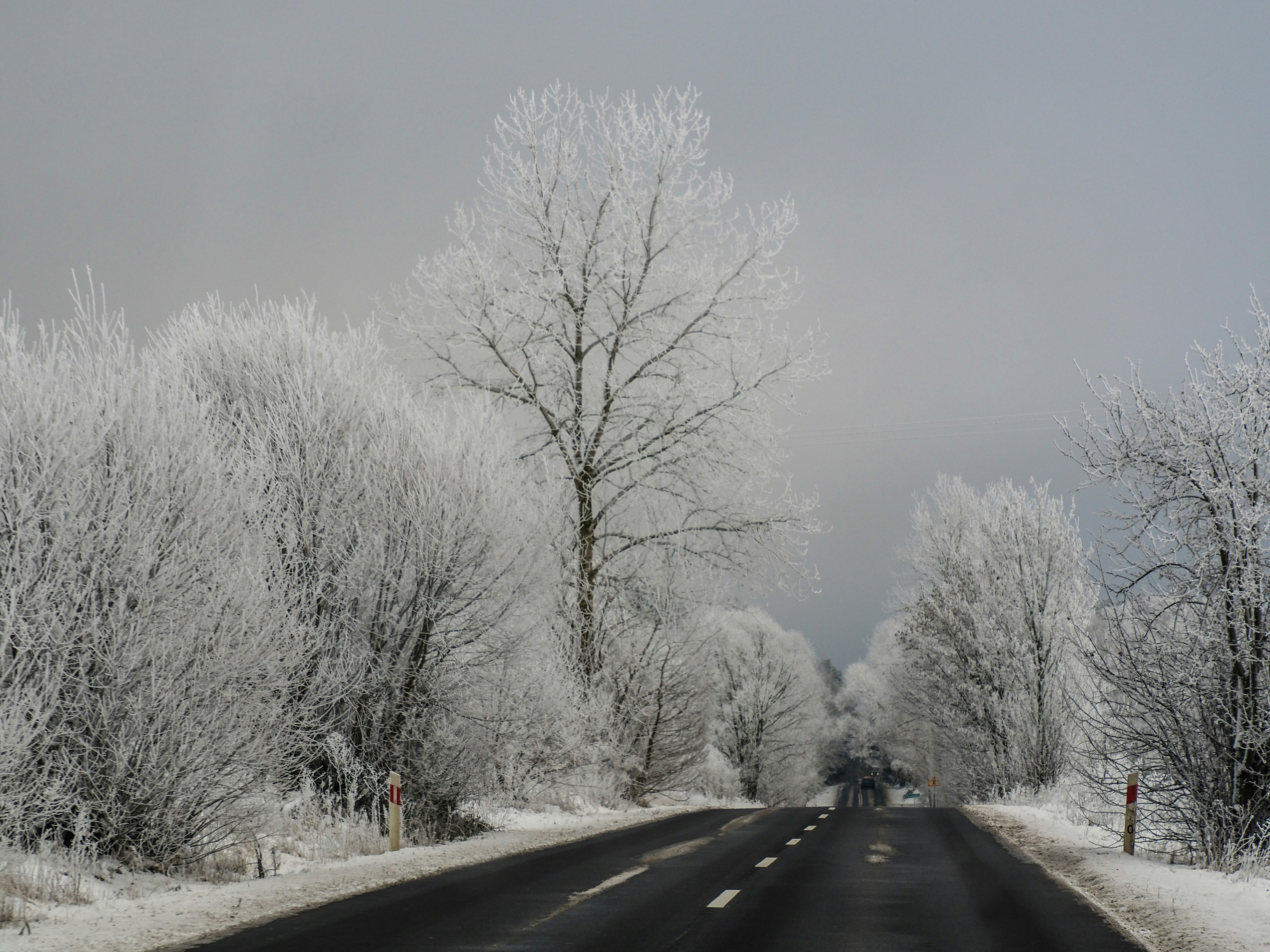 a road with snow covered trees on both sides