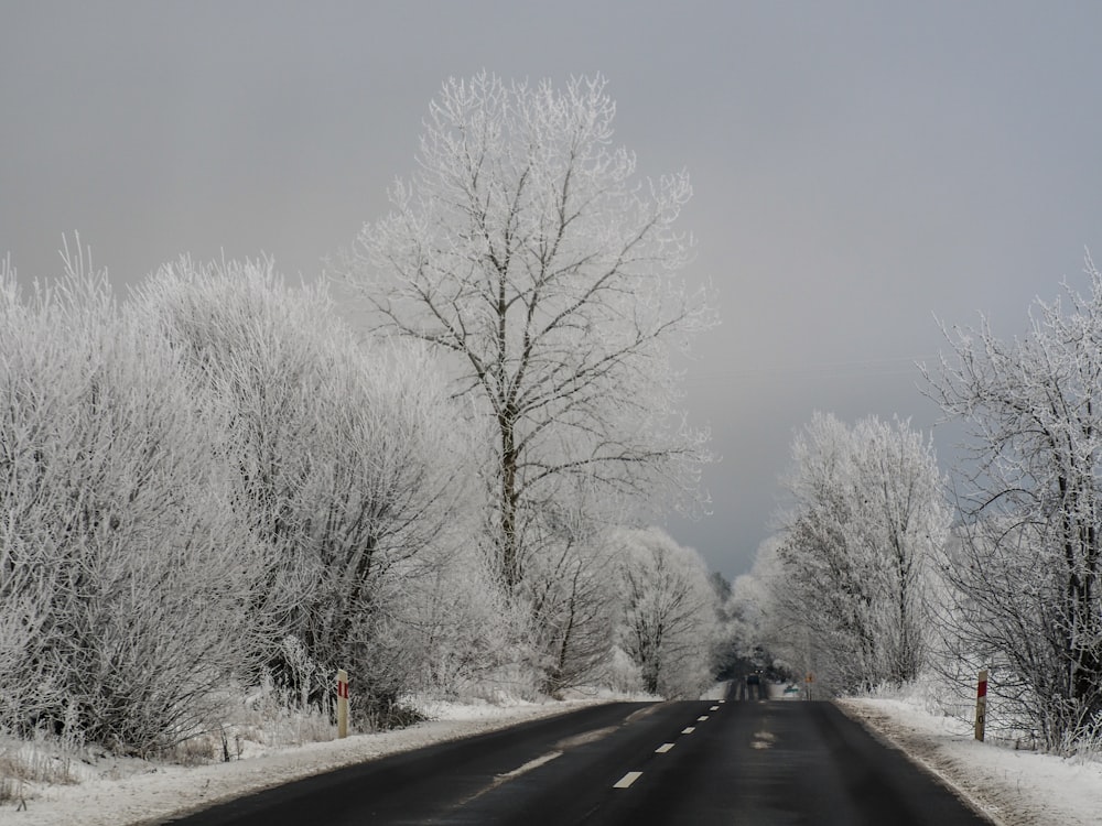 a road with snow covered trees on both sides