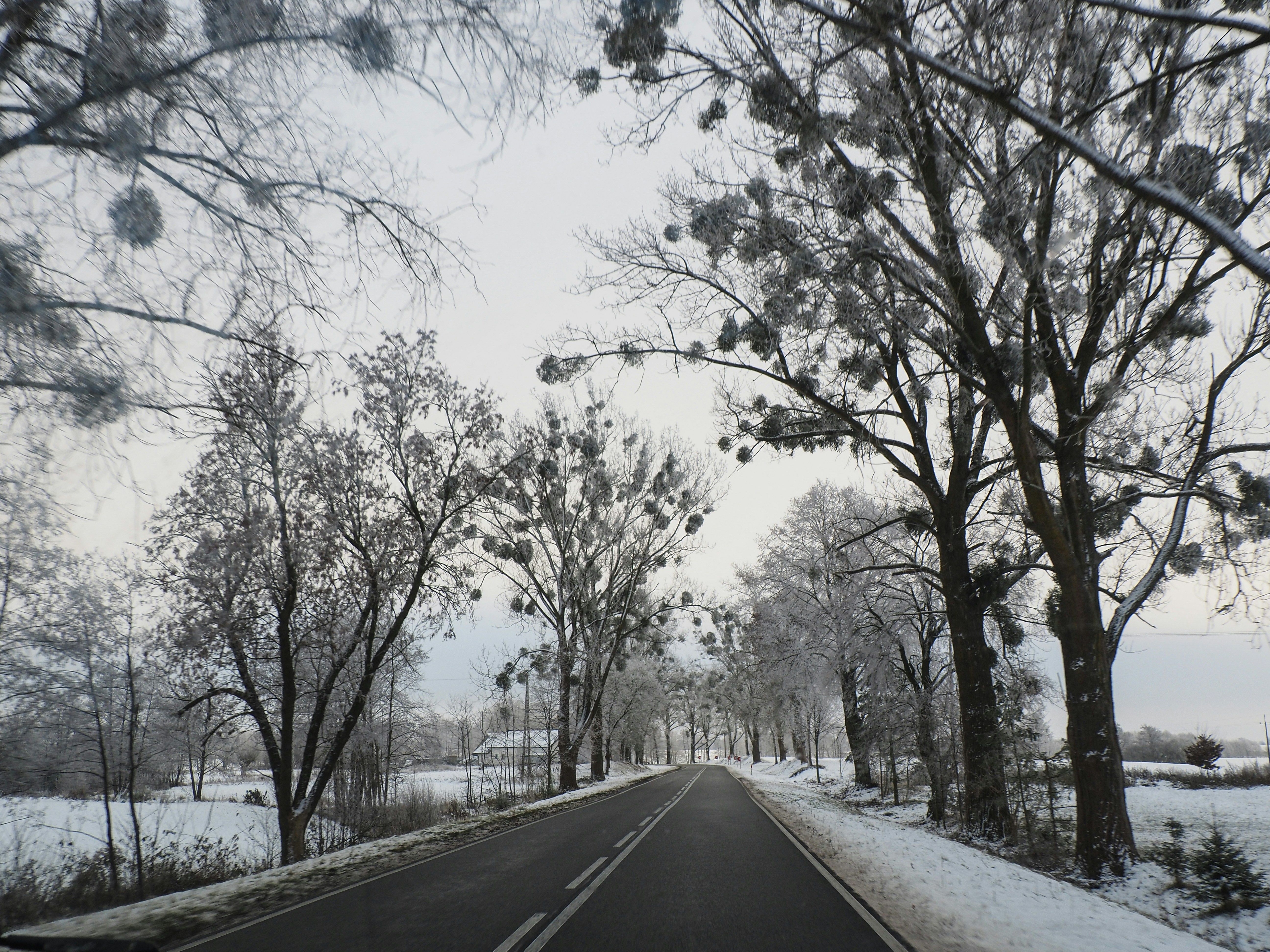 a snowy road with trees and snow on the ground