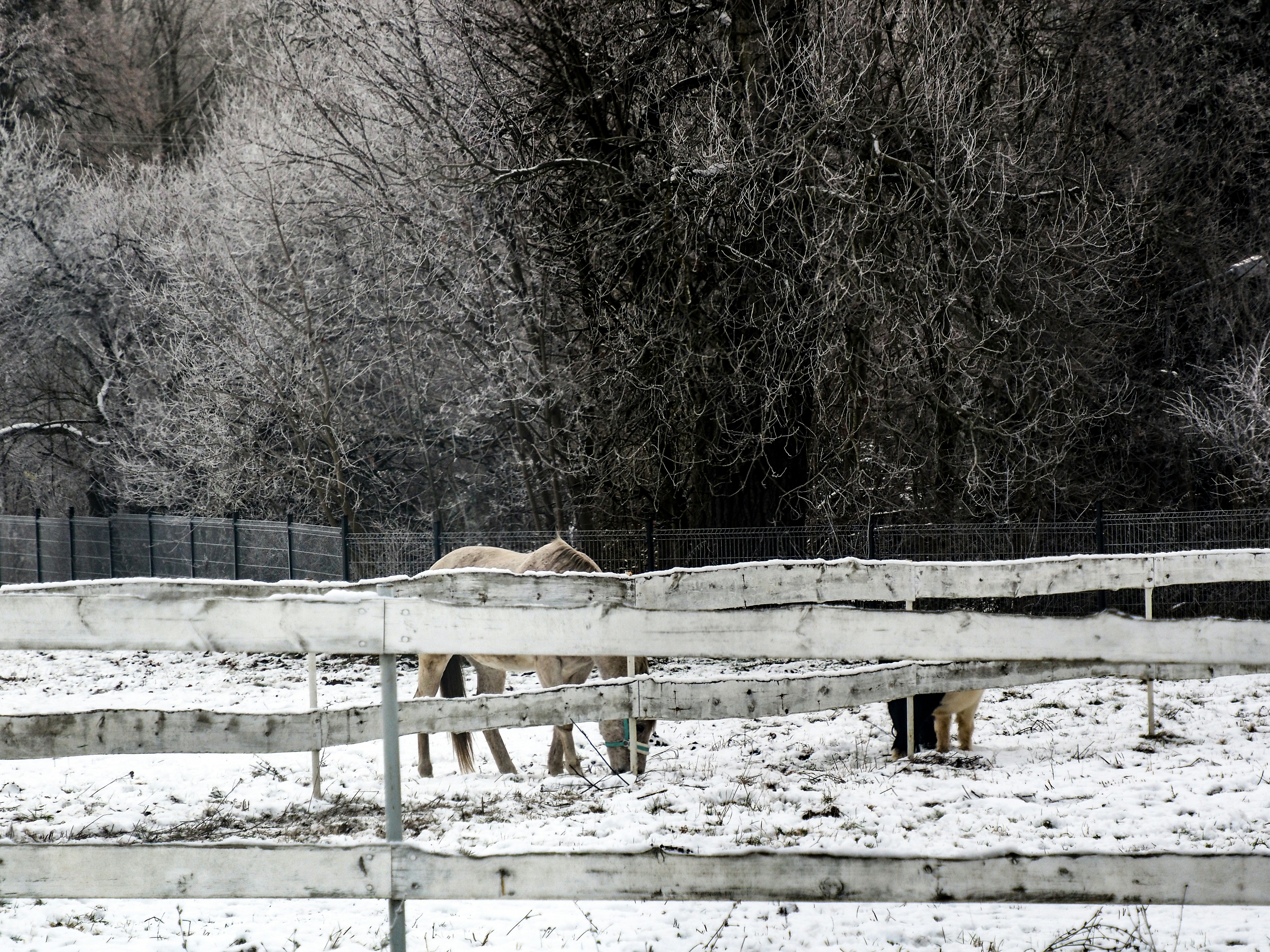 Photo by liliess