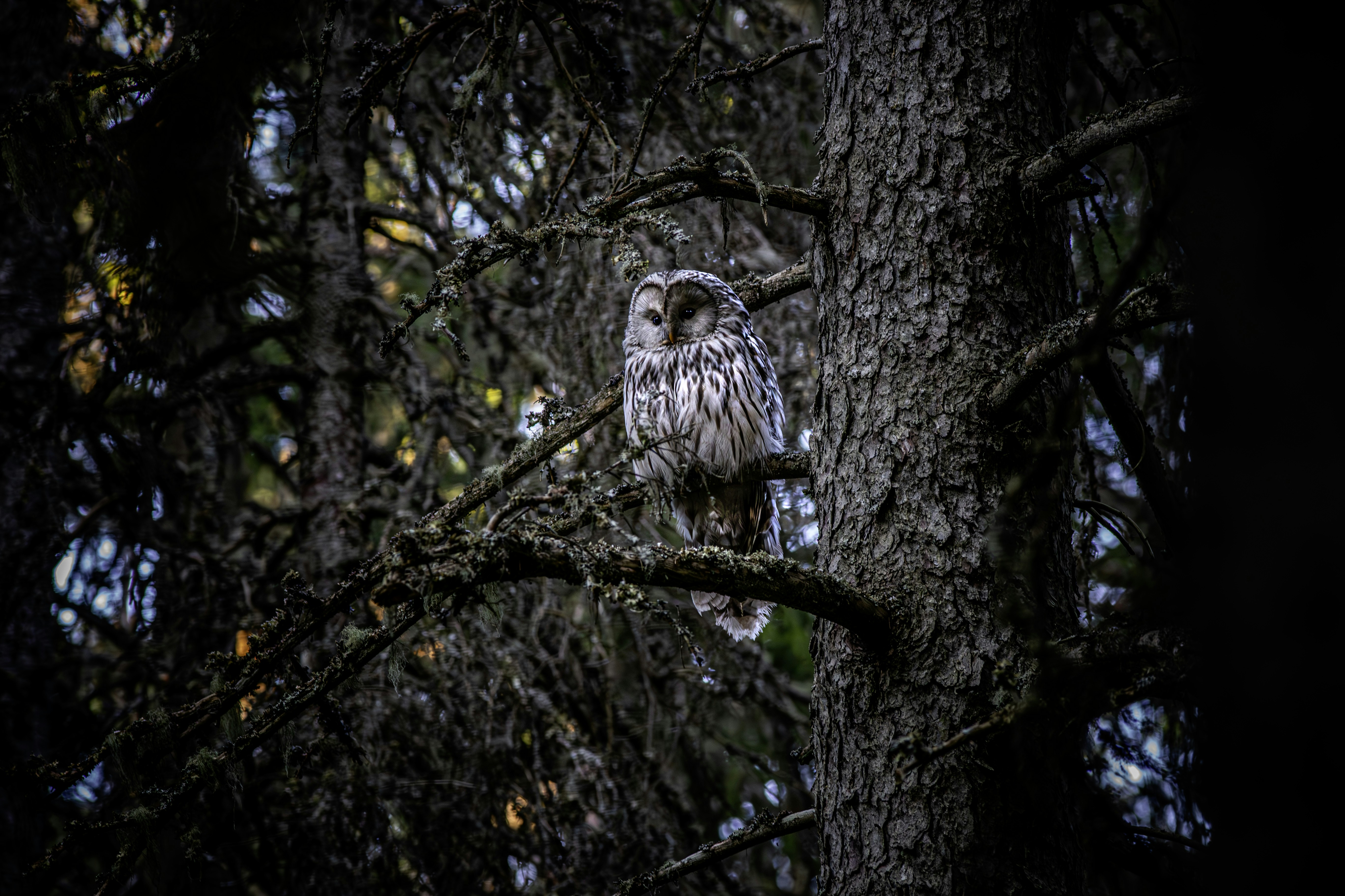 Photo by erik_karits