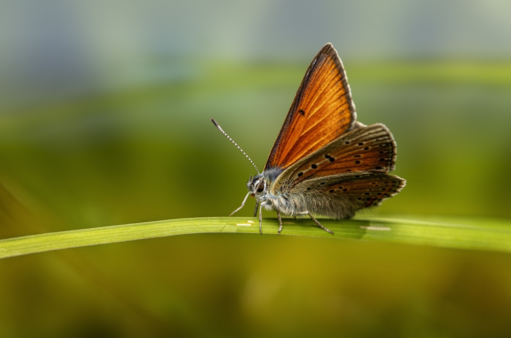 a close up of a butterfly on a leaf