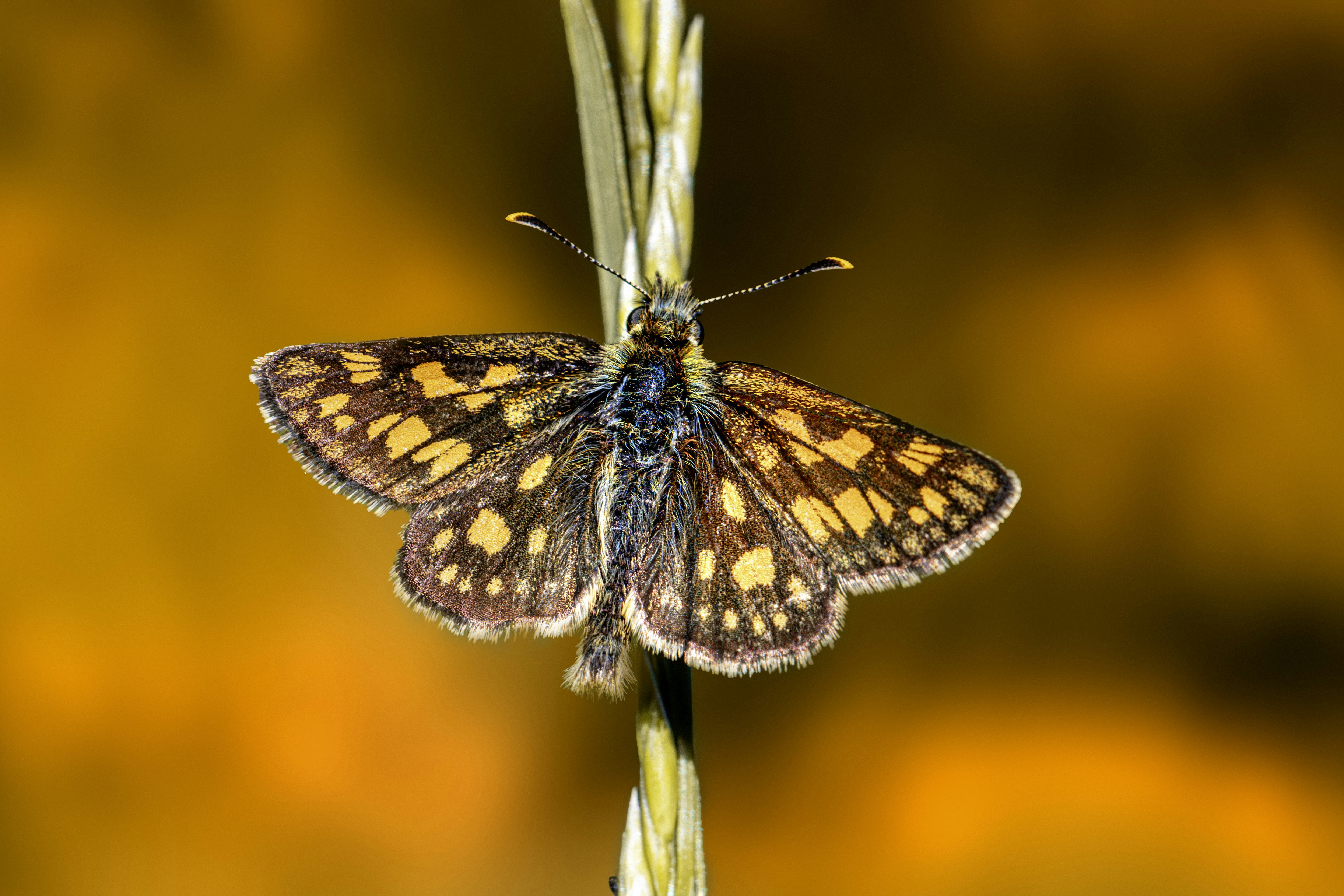 A brown and yellow butterfly sitting on top of a plant photo Free