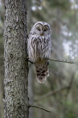A large, mottled owl with striking feather patterns perched on a branch beside a tree trunk in a forest setting. The owl's plumage is a blend of gray and white, allowing it to blend seamlessly with the textured bark of the tree. The background is softly blurred, emphasizing the owl's serene yet alert demeanor.