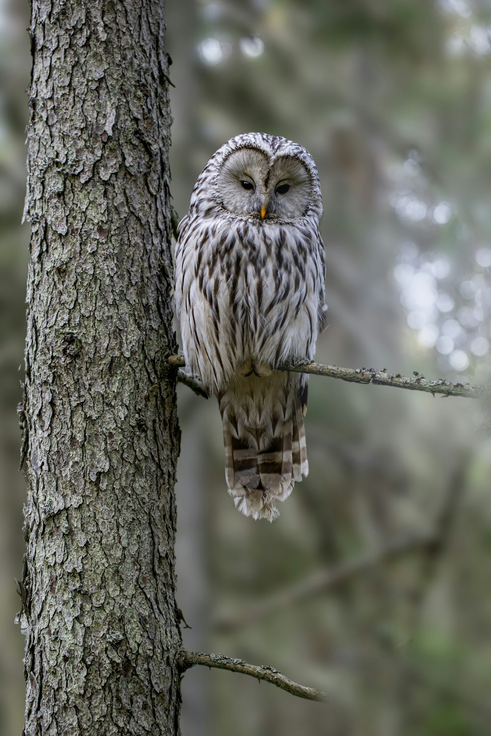 an owl perched on a tree branch in a forest