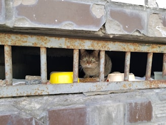 A cat with green eyes is sitting behind rusty metal bars. The background is a dark, enclosed space resembling a basement. In front of the cat, there are a few containers, including a yellow and a white one, possibly used for feeding.