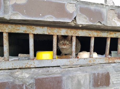 A cat with green eyes is sitting behind rusty metal bars. The background is a dark, enclosed space resembling a basement. In front of the cat, there are a few containers, including a yellow and a white one, possibly used for feeding.