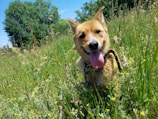A happy dog playing in a green field.
