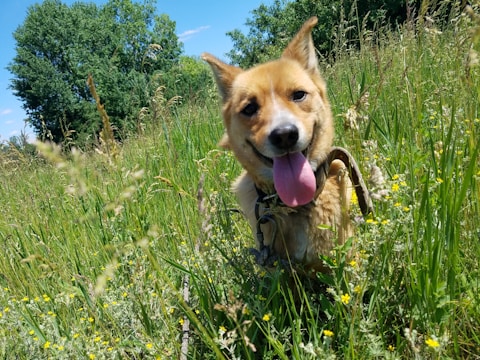 A happy dog playing in a green field.