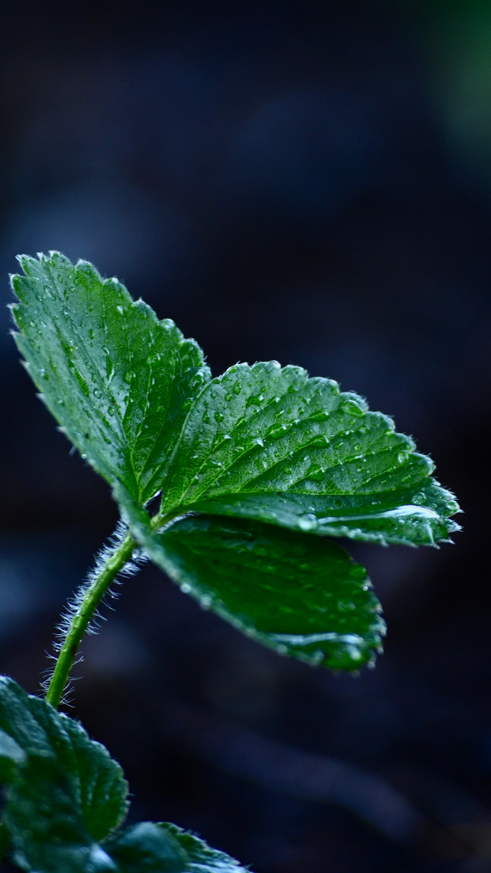 a green leaf with drops of water on it