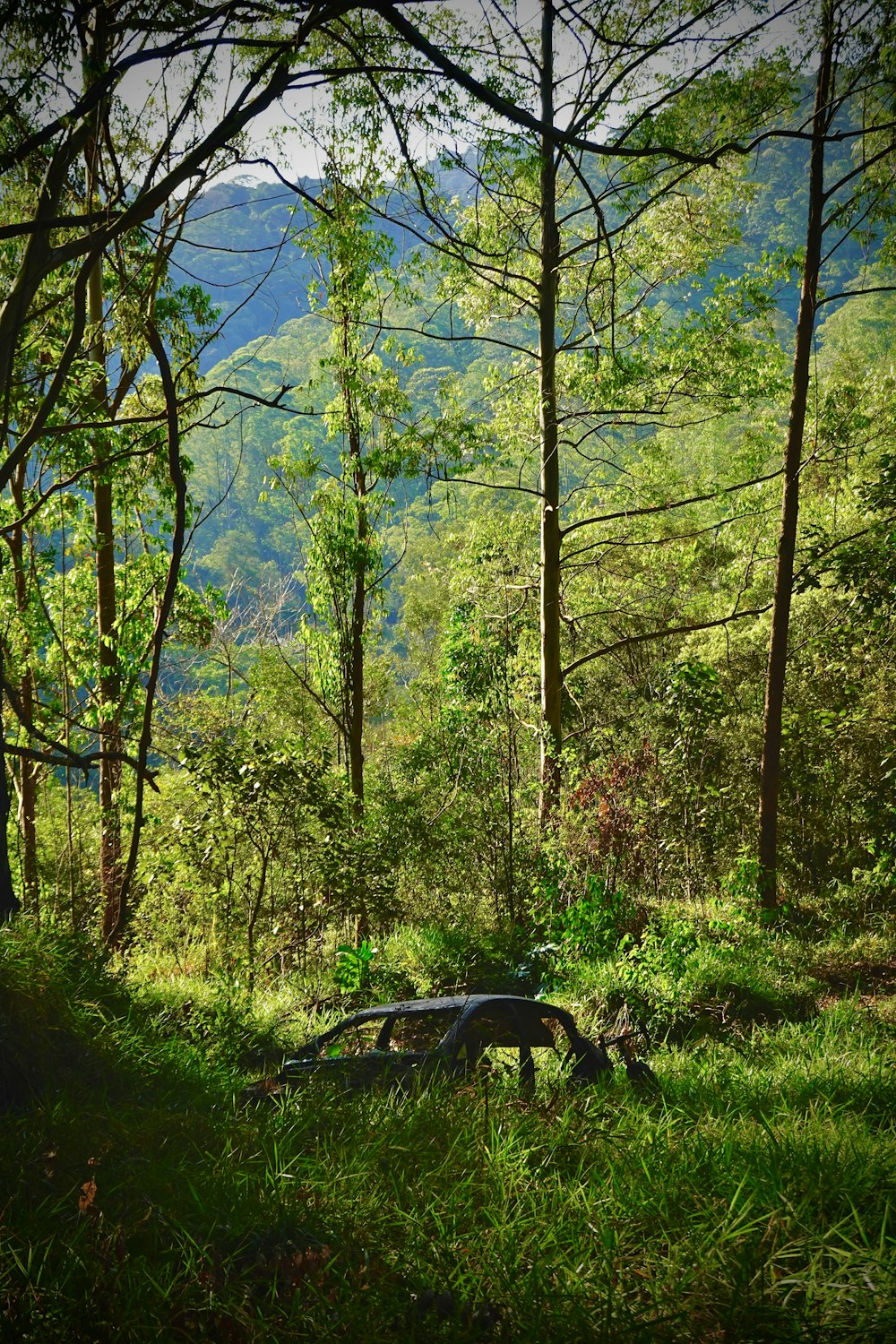 a bench sitting in the middle of a lush green forest