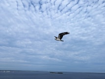 A large bird, possibly an osprey, soars across a vast sky filled with scattered clouds. Below, a calm body of water stretches into the horizon, dotted with a few small islands and sailboats, creating a serene landscape.