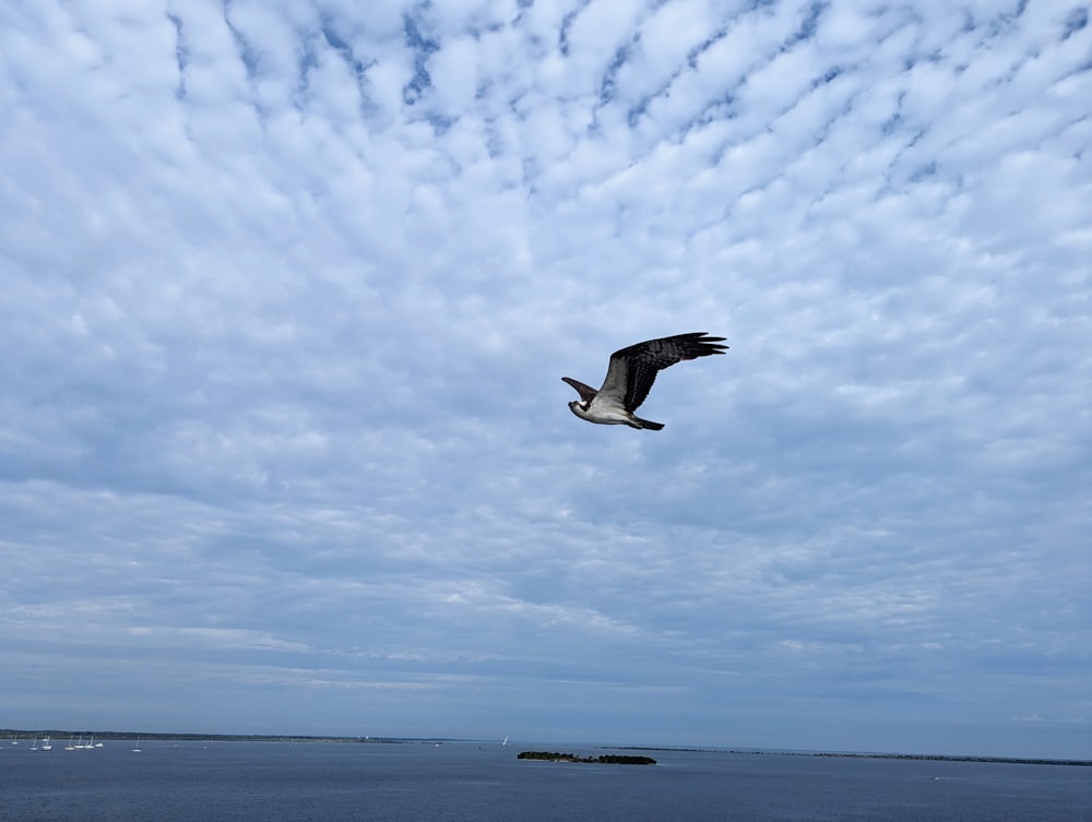 a large bird flying over a body of water