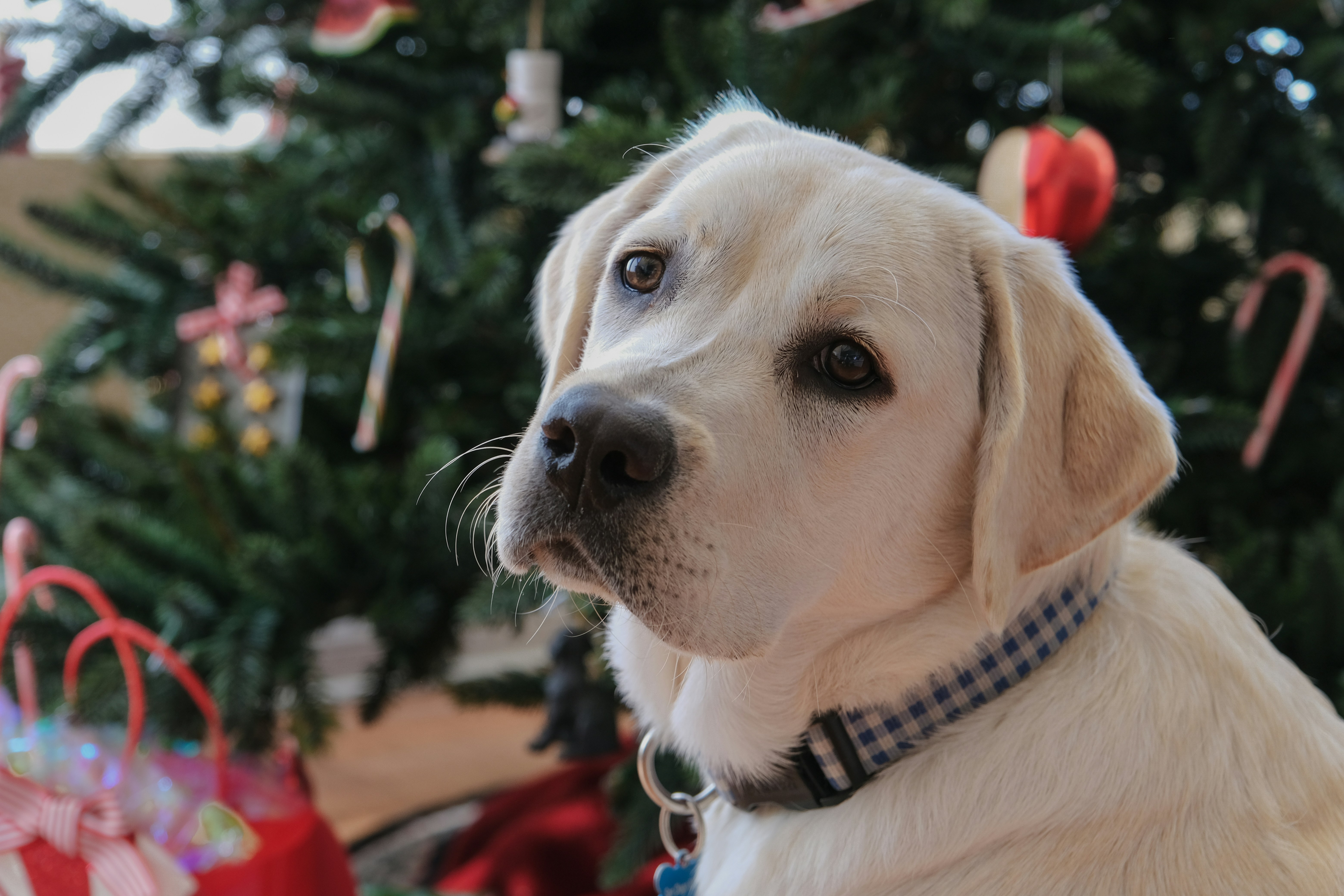 Digital Pet Birthday Cards