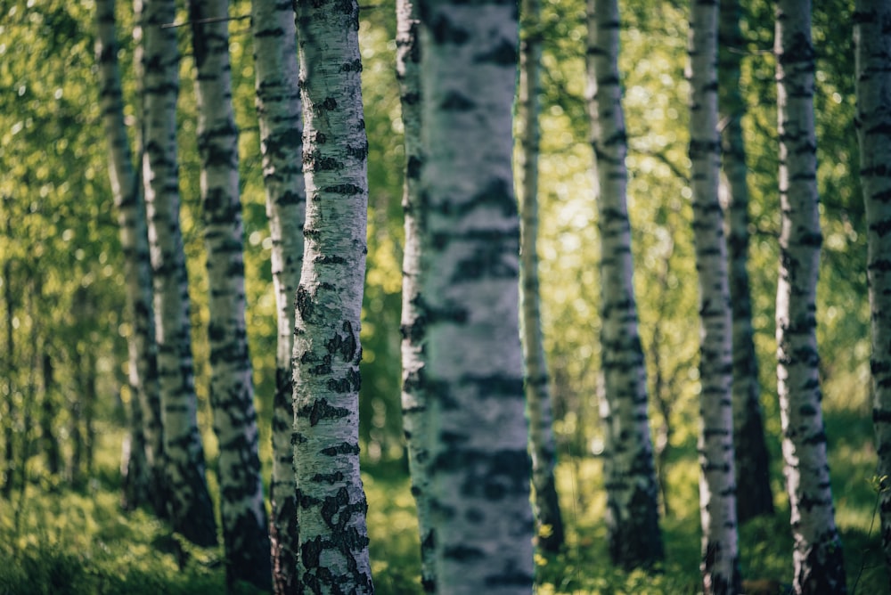 a group of trees that are standing in the grass