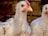A close-up of a white chicken with a red comb and wattles, standing in front of a blurred brown background. Another chicken is partially visible beside it, showcasing its fluffy feathers and alert expression.